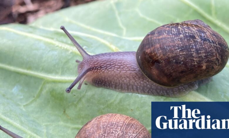 Нови Зеланд покреће кампању за проналажење љубави према ретком и усамљеној левој спиралинг Снаих Нед | Нови Зеланд