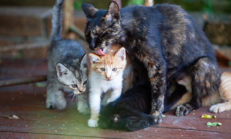 Зашто нека браћа и сестре мачке изгледају тако другачије?