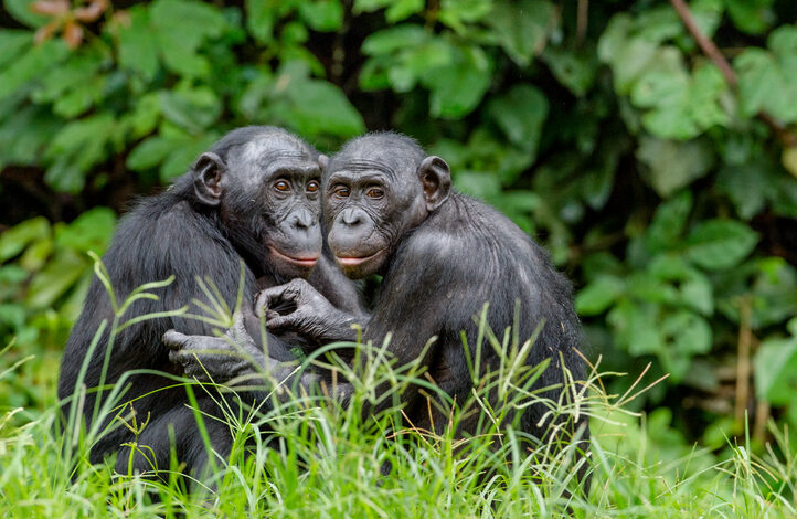 ‘Део еволуционог ткива наших друштава’: Истополно сексуално понашање код примата може бити стратегија преживљавања, открива студија