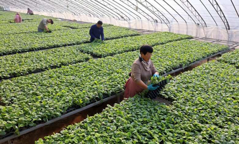 Јужна Кореја се извињава због смрти камбоџанског радника у леденој спаваоници у стакленику Јужна Кореја се извињава због смрти камбоџанског радника у леденој спаваоници у стакленику
