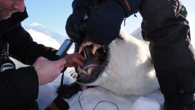 У мору леда који се топи, ови поларни медведи раде нешто неочекивано