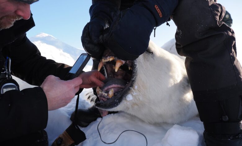 У мору леда који се топи, ови поларни медведи раде нешто неочекивано