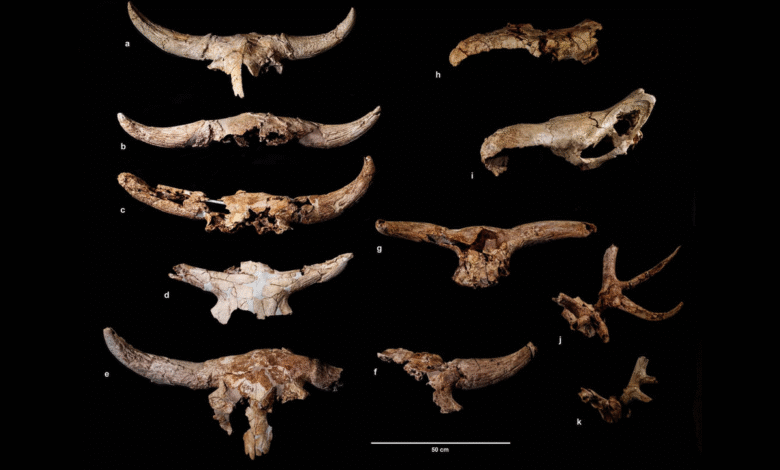 Пре више од 43.000 година, неандерталци су провели векове сакупљајући животињске лобање у пећини; али археолози нису сигурни зашто