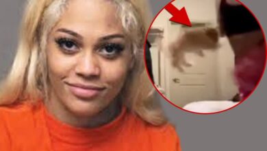 Пас Стреамера Аспена Картиера добија захтеве за усвајање, смештен у хранитељски дом Пас Стреамера Аспена Картиера добија захтеве за усвајање, смештен у хранитељски дом