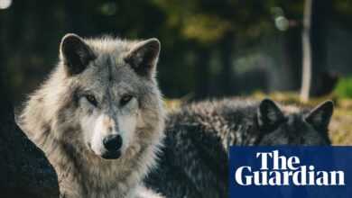 Сиви вук се појавио у округу Лос Анђелеса први пут после више од 100 година | Лос Ангелес