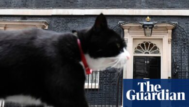 Главни миш Палмерстон умире након што је заменио министарство иностраних послова за Бермуда | Мачке