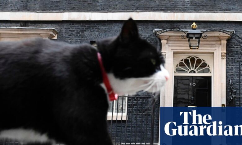 Главни миш Палмерстон умире након што је заменио министарство иностраних послова за Бермуда | Мачке