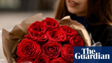 ‘Ништа не говори љубав као хемикалије’: Валентинове руже често прекривене пестицидима, налази тестирања | Валентиново ‘Ништа не говори љубав као хемикалије’: Валентинове руже често прекривене пестицидима, налази тестирања | Валентиново