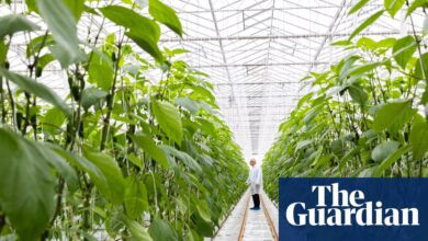 „Бројке које сузе очи“: произвођачи хране алармирају због повећања трошкова енергије | Индустрија хране и пића