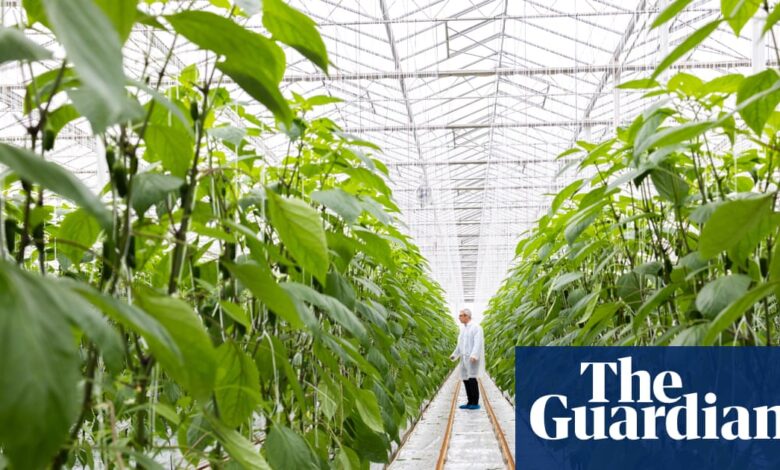 „Бројке које сузе очи“: произвођачи хране алармирају због повећања трошкова енергије | Индустрија хране и пића „Бројке које сузе очи“: произвођачи хране алармирају због повећања трошкова енергије | Индустрија хране и пића