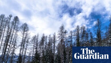 Велика олимпијска лаж: неиспричана прича о огромном утицају Зимских игара на животну средину | Зимске олимпијске игре 2026 Велика олимпијска лаж: неиспричана прича о огромном утицају Зимских игара на животну средину | Зимске олимпијске игре 2026