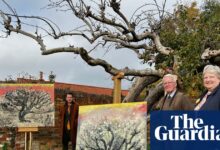 Оригинално дрво јабуке Брамлеи ‘у опасности’ након што је локација на којој расте стављена на продају | Нотингем