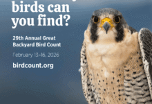 Велико пребројавање птица у дворишту почиње 13. фебруара