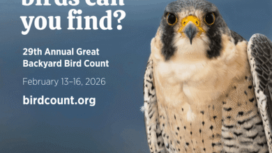 Велико пребројавање птица у дворишту почиње 13. фебруара