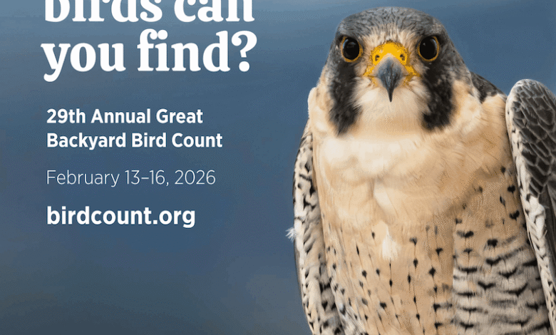 Велико пребројавање птица у дворишту почиње 13. фебруара