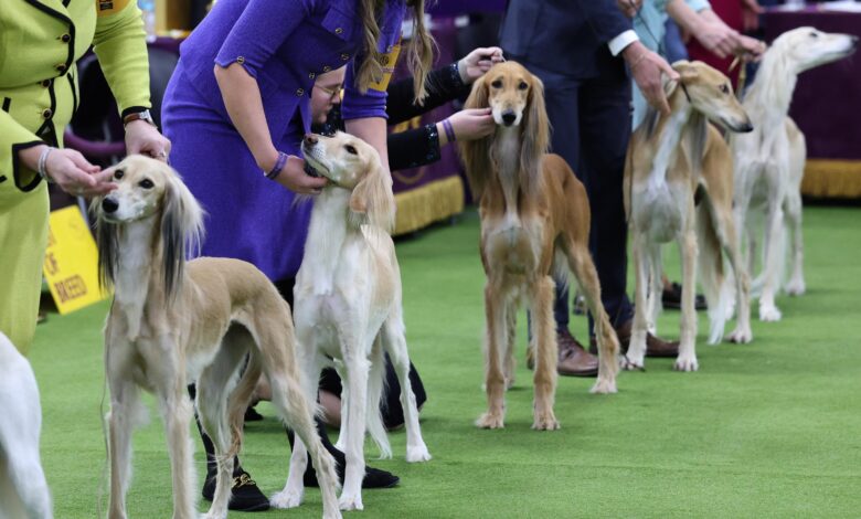 Резултати Вестминстерске изложбе паса 2026, победници најбољих пасмина и резиме у понедељак
