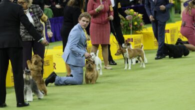 Резултати Вестминстерске изложбе паса 2026, победници најбољих пасмина и завршни резиме