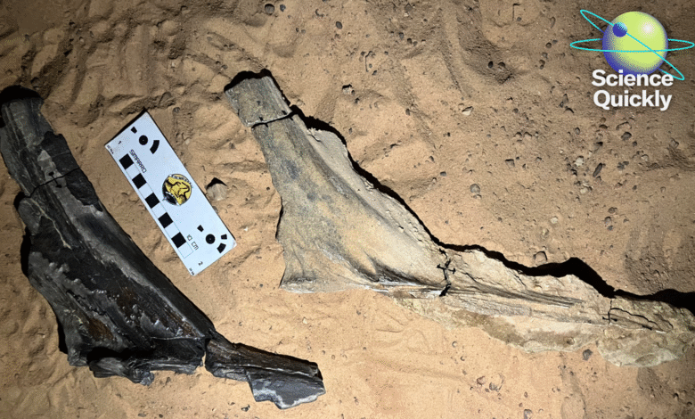 Научници идентификују нови спиносаурид, Модерна грип се вратио на прави пут, универзална инхалирана вакцина обећава