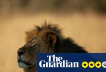 Цецил: Рецензија Лав и зубар – унутар ужасног убиства велике мачке које је разбеснело свет | Телевизија