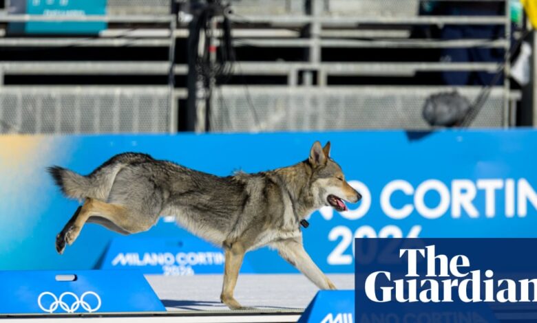 Веома добар пас упада на стазу, али није успео да освоји медаљу на Зимским олимпијским играма | Зимске олимпијске игре 2026 Веома добар пас упада на стазу, али није успео да освоји медаљу на Зимским олимпијским играма | Зимске олимпијске игре 2026