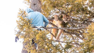 ‘Систем у флуксу’: Научници откривају шта се догодило када су се вукови и пуме вратили у Јелоустон ‘Систем у флуксу’: Научници откривају шта се догодило када су се вукови и пуме вратили у Јелоустон