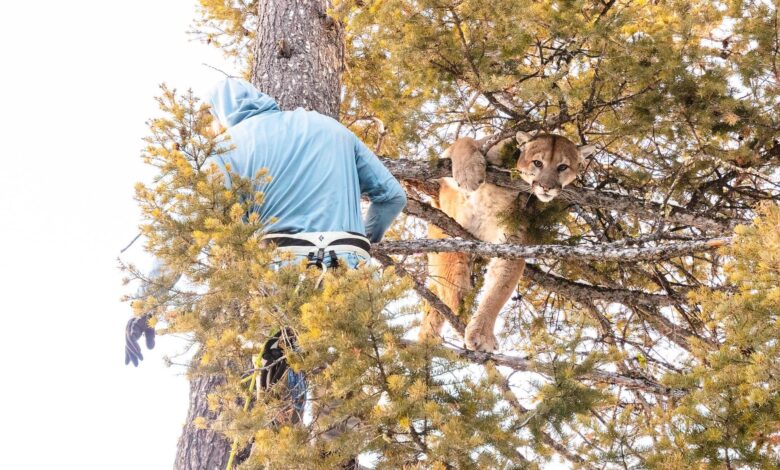 ‘Систем у флуксу’: Научници откривају шта се догодило када су се вукови и пуме вратили у Јелоустон ‘Систем у флуксу’: Научници откривају шта се догодило када су се вукови и пуме вратили у Јелоустон