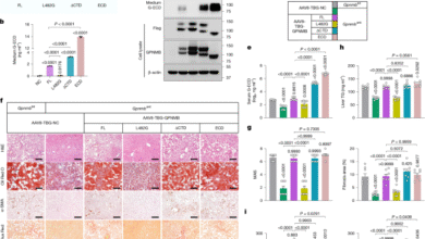 РИК је ГПНМБ рецептор који покреће МАСХ