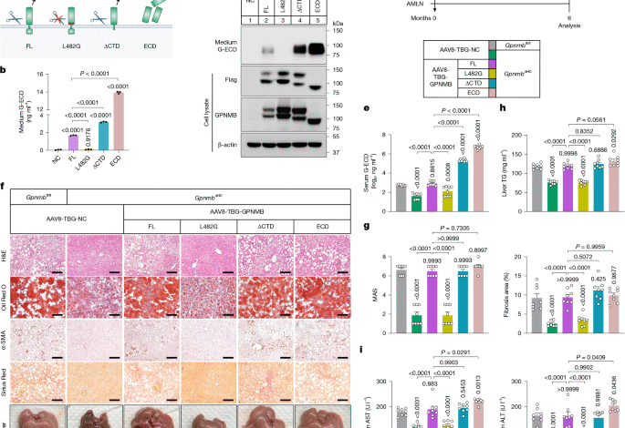 РИК је ГПНМБ рецептор који покреће МАСХ РИК је ГПНМБ рецептор који покреће МАСХ
