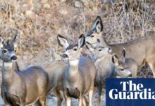 Калифорнијски званичници крећу напред са плановима за истребљење јелена мазге са острва | Цалифорниа