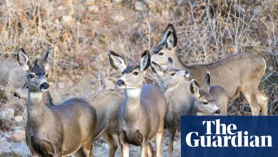 Калифорнијски званичници крећу напред са плановима за истребљење јелена мазге са острва | Цалифорниа Калифорнијски званичници крећу напред са плановима за истребљење јелена мазге са острва | Цалифорниа