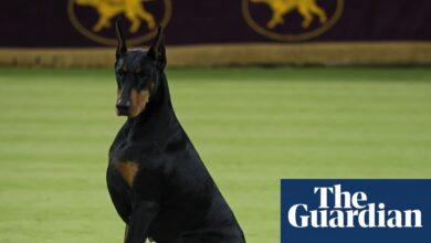 Доберман по имену Пени узима најбољу Вестминстерову емисију као почаст Цатхерине О’Хара | Вестминстерска изложба паса