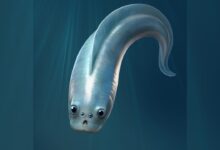 Наш дивни предак налик на резанце имао је 4 ока, откривају фосили стари пола милијарде година