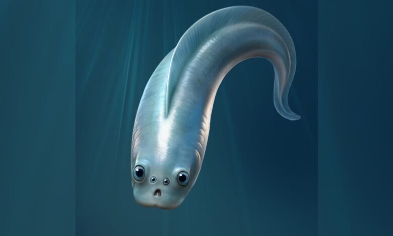 Наш дивни предак налик на резанце имао је 4 ока, откривају фосили стари пола милијарде година Наш дивни предак налик на резанце имао је 4 ока, откривају фосили стари пола милијарде година