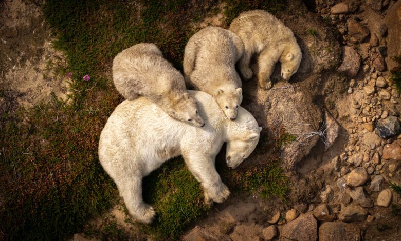 Суморна фотографија приказује маму поларног медведа и младунчад који се одмарају у блату на летњој врућини