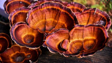 Да ли вреди узимати додатке за печурке? (2026)