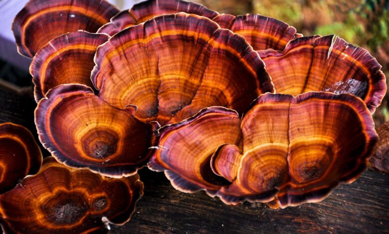 Да ли вреди узимати додатке за печурке? (2026) Да ли вреди узимати додатке за печурке? (2026)