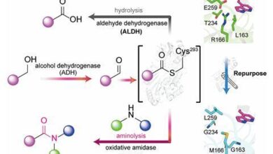 Конструисани ензими стварају амиде лекова директно из алдехида на зеленијем путу синтезе
