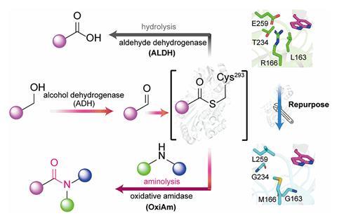 Конструисани ензими стварају амиде лекова директно из алдехида на зеленијем путу синтезе