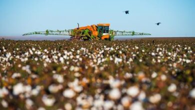 Контроверзна дикамба против корова поново одобрена у САД | Посао