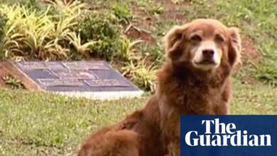 Сао Пауло именује нови закон по псу који је 10 година остао на гробу власника | Бразил