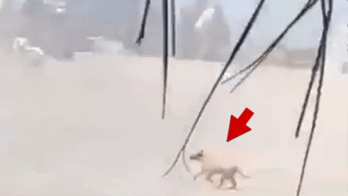 Пас ухваћен у унакрсној ватри масовне пуцњаве у Пуерто Ваљарти, Мексико Пас ухваћен у унакрсној ватри масовне пуцњаве у Пуерто Ваљарти, Мексико