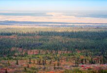 Канада би могла да уклони 5 пута своје годишње емисије угљеника садњом дрвећа на ивици бореалне шуме, открива студија