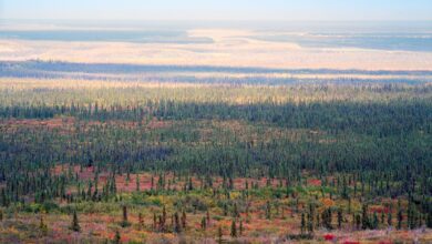 Канада би могла да уклони 5 пута своје годишње емисије угљеника садњом дрвећа на ивици бореалне шуме, открива студија