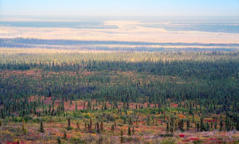 Канада би могла да уклони 5 пута своје годишње емисије угљеника садњом дрвећа на ивици бореалне шуме, открива студија