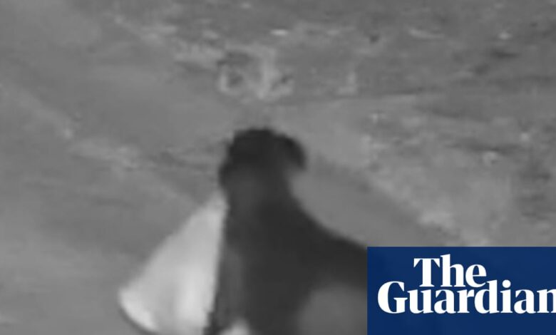 Мушкарац на Сицилији обукао је свог пса да илегално баца смеће, каже полиција | Италија