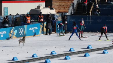 Хаски или вук? Пас се срушио на тим у кросу да би украо изложбу на Зимским олимпијским играма