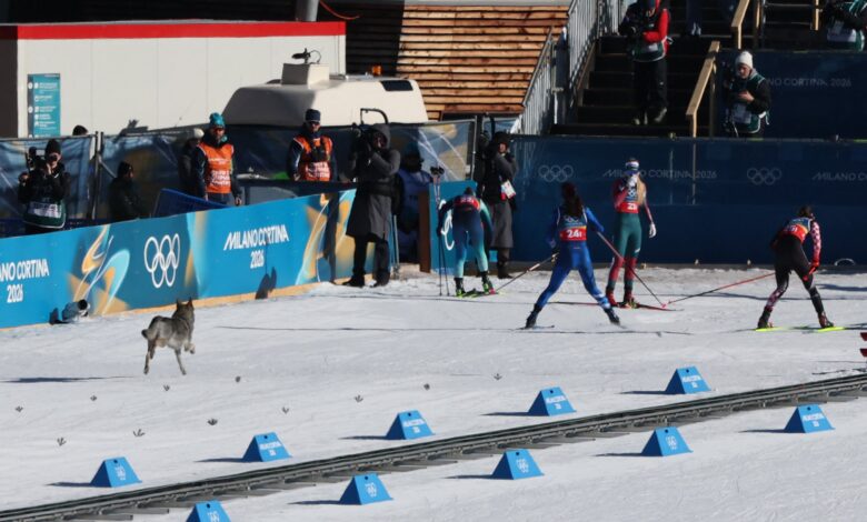 Хаски или вук? Пас се срушио на тим у кросу да би украо изложбу на Зимским олимпијским играма Хаски или вук? Пас се срушио на тим у кросу да би украо изложбу на Зимским олимпијским играма