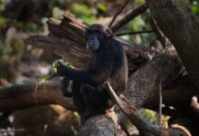 Шимпанза пиша открива како се наши рођаци примати опијају ферментисаним воћем