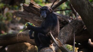 Шимпанза пиша открива како се наши рођаци примати опијају ферментисаним воћем