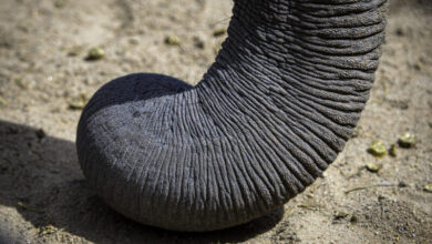 Да ли су слонови бркови кључни за њихово чуло додира? Да ли су слонови бркови кључни за њихово чуло додира?